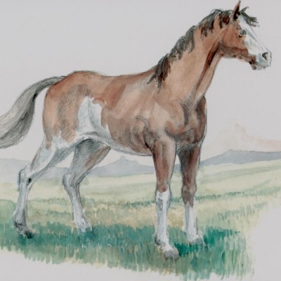 Caballo sin aparejos